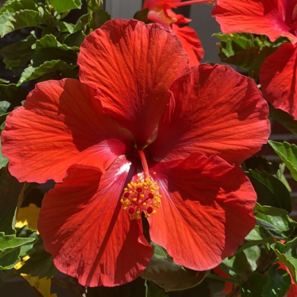 Meet your Posher, Ella